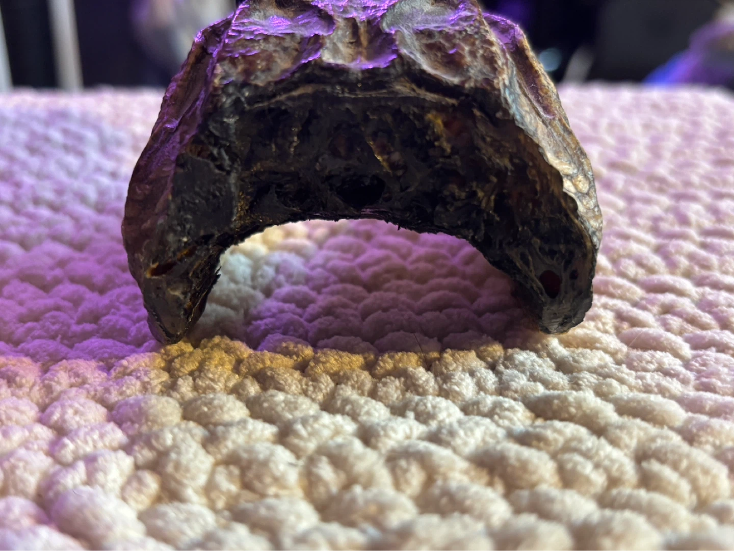 Small Alligator Head Taxidermy 6 inch - photo 4