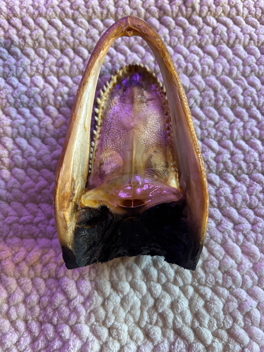 Small Alligator Head Taxidermy 6 inch - photo 5