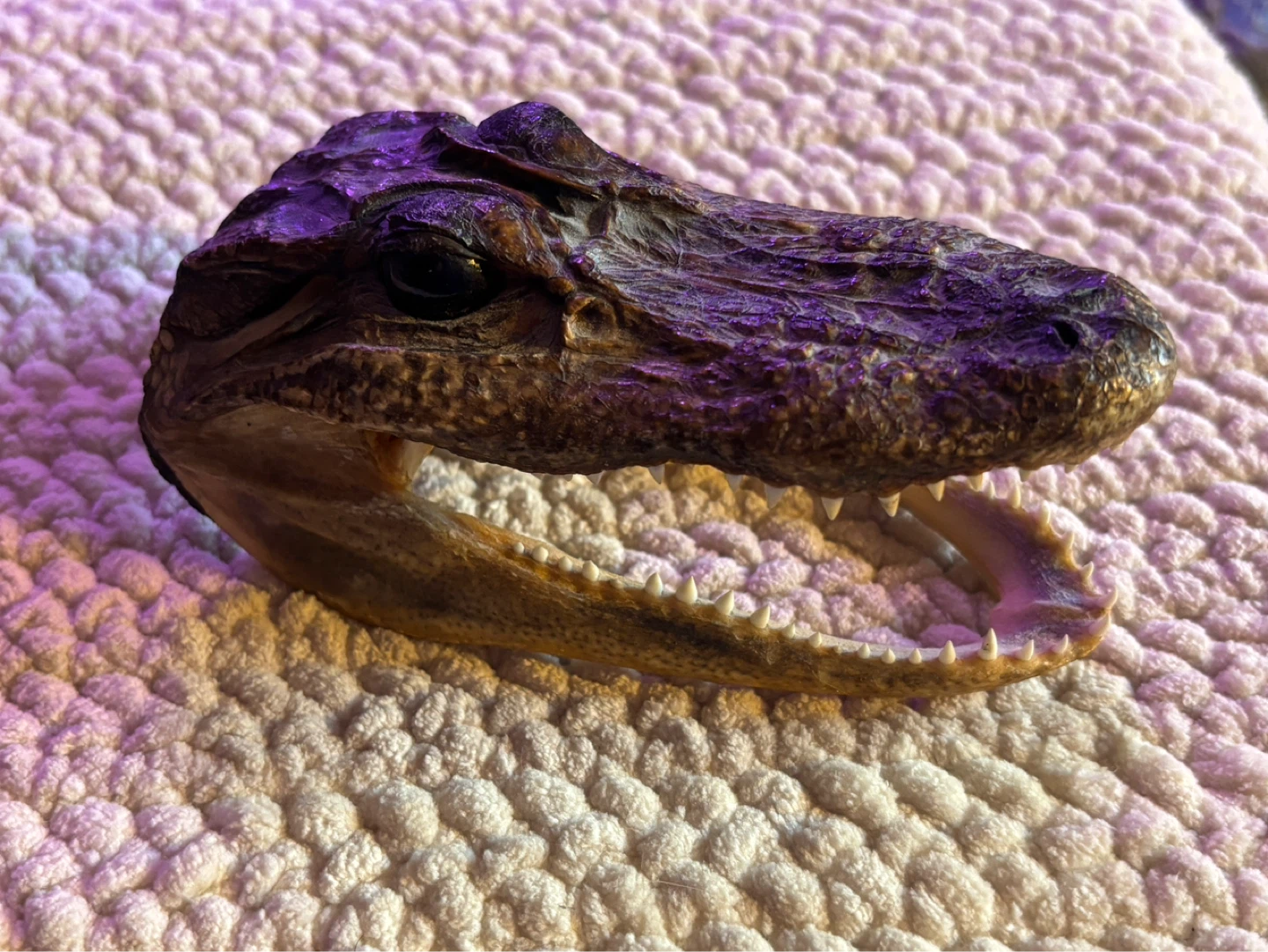Small Alligator Head Taxidermy 6 inch