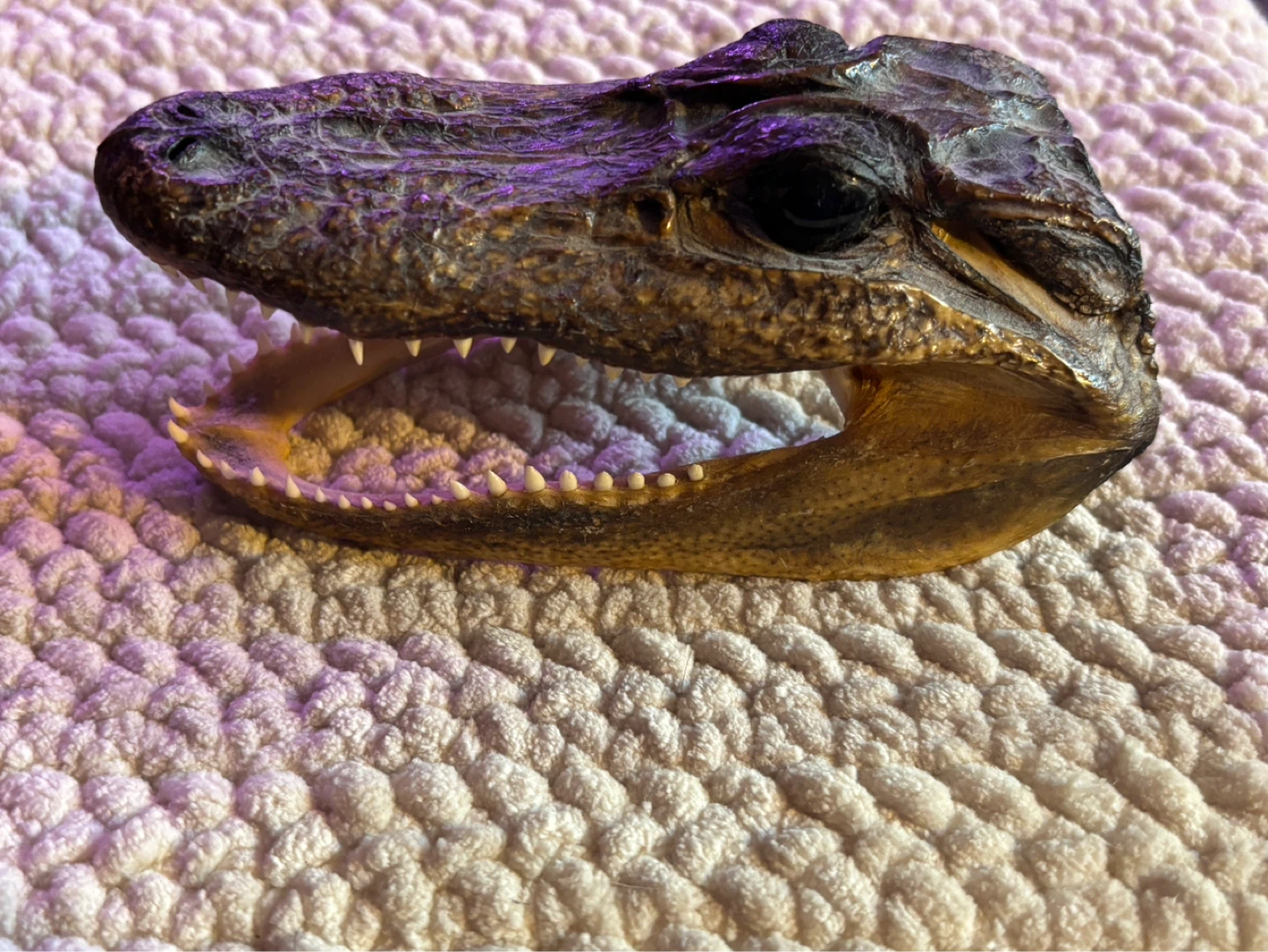 Small Alligator Head Taxidermy 6 inch - photo 3