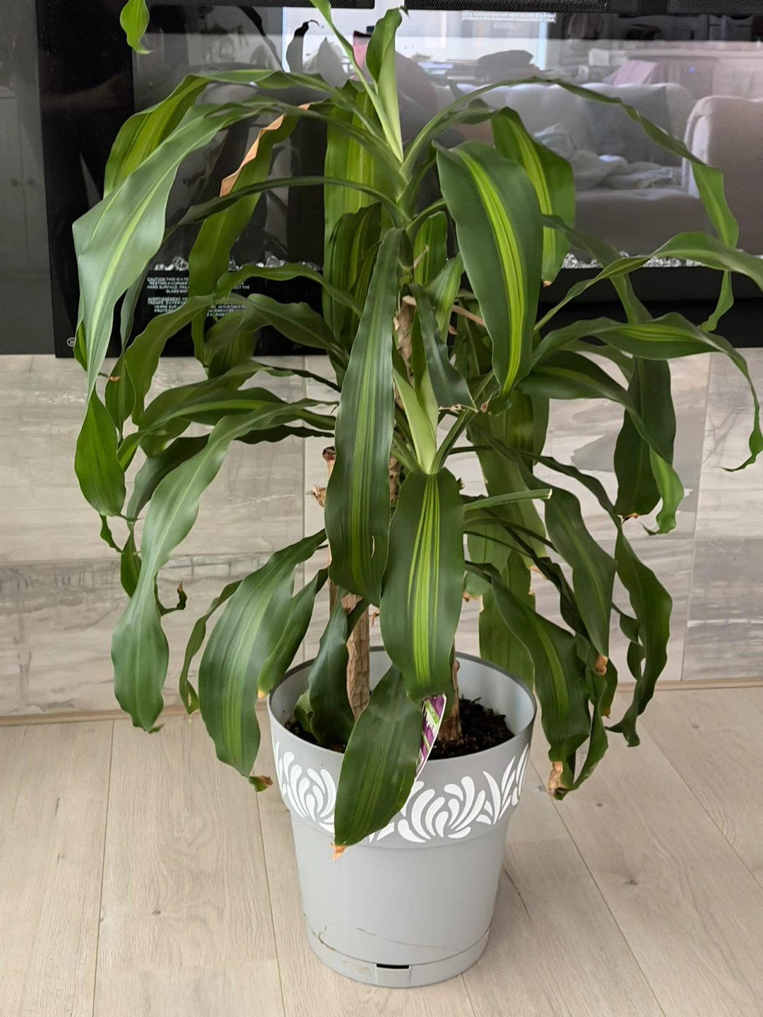 (Moving sale) Dracaena Fragrans 'Darei' Plant