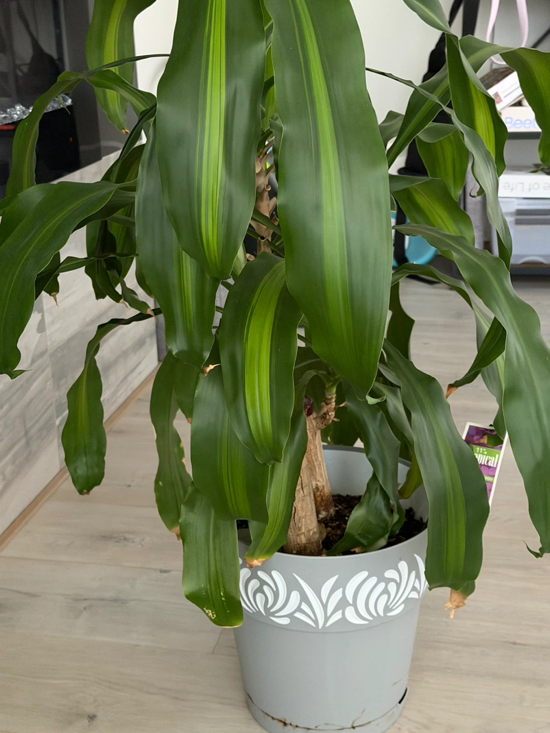 (Moving sale) Dracaena Fragrans 'Darei' Plant - photo 2