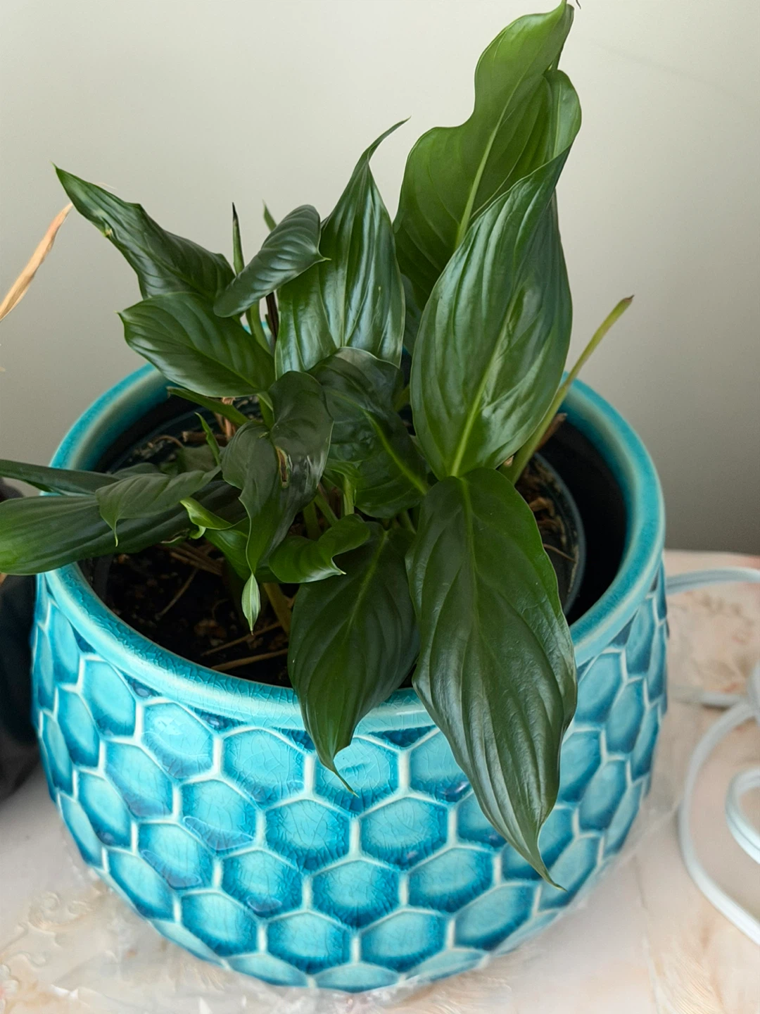 (Moving sale) Peace Lily Plant in Blue Hexagonal Pot