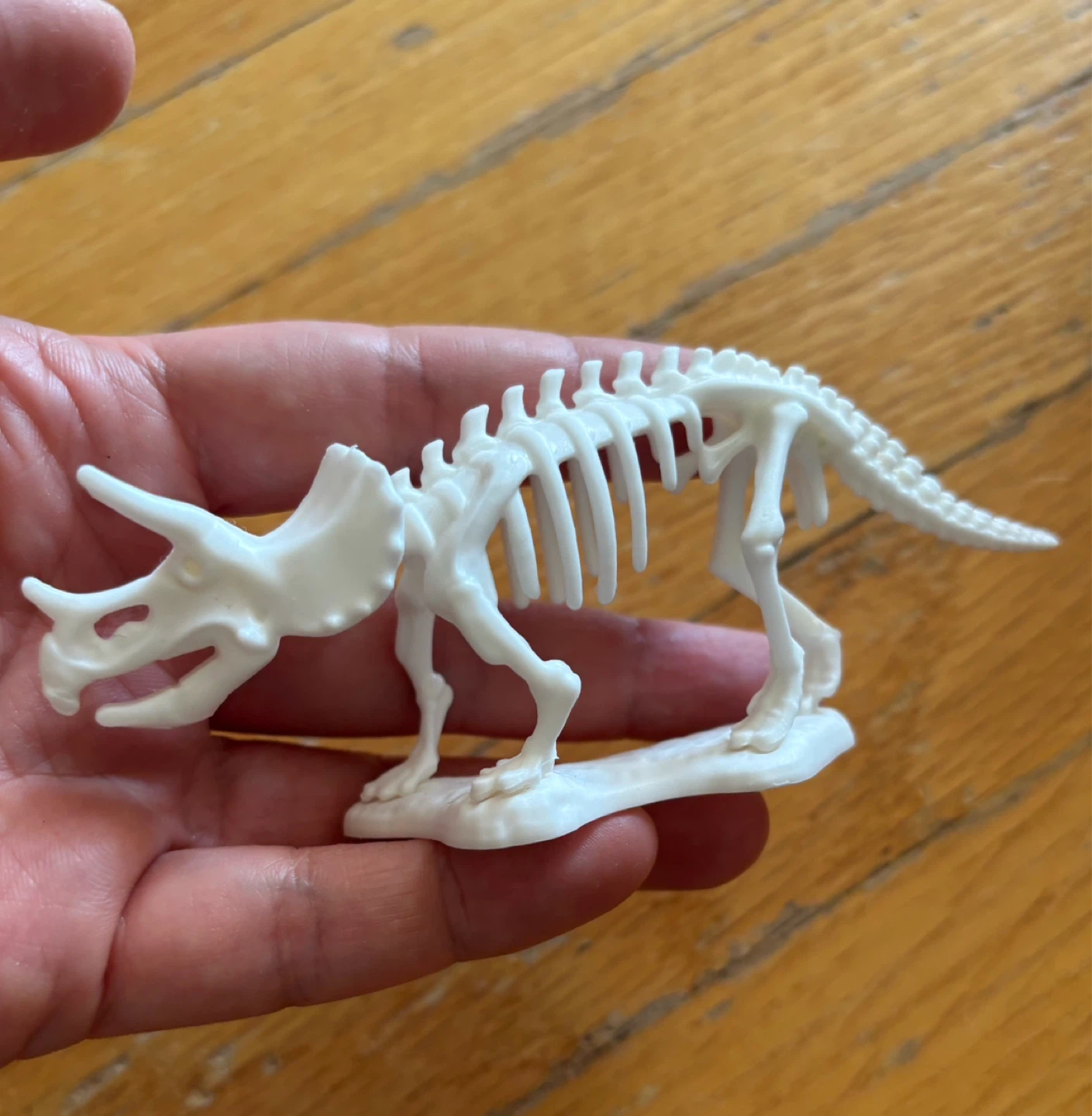 Triceratops Dinosaur Skeleton Toy ⚽️