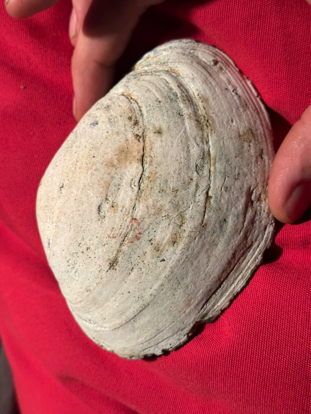 Antique seashell painting - photo 5