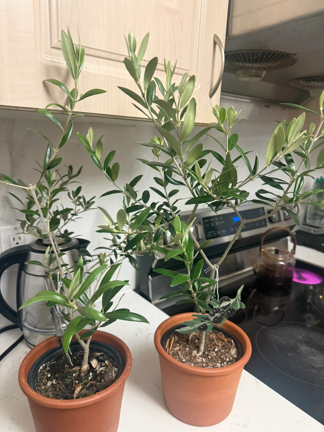 Potted Olive Trees - photo 2