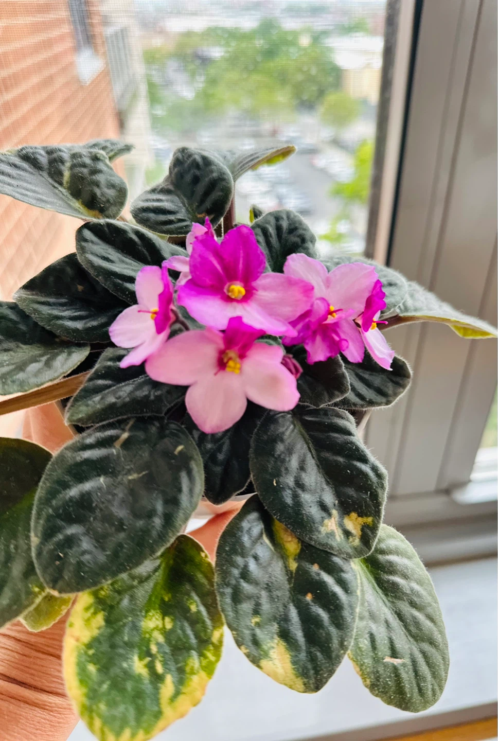 African Violet Plant in White Pot