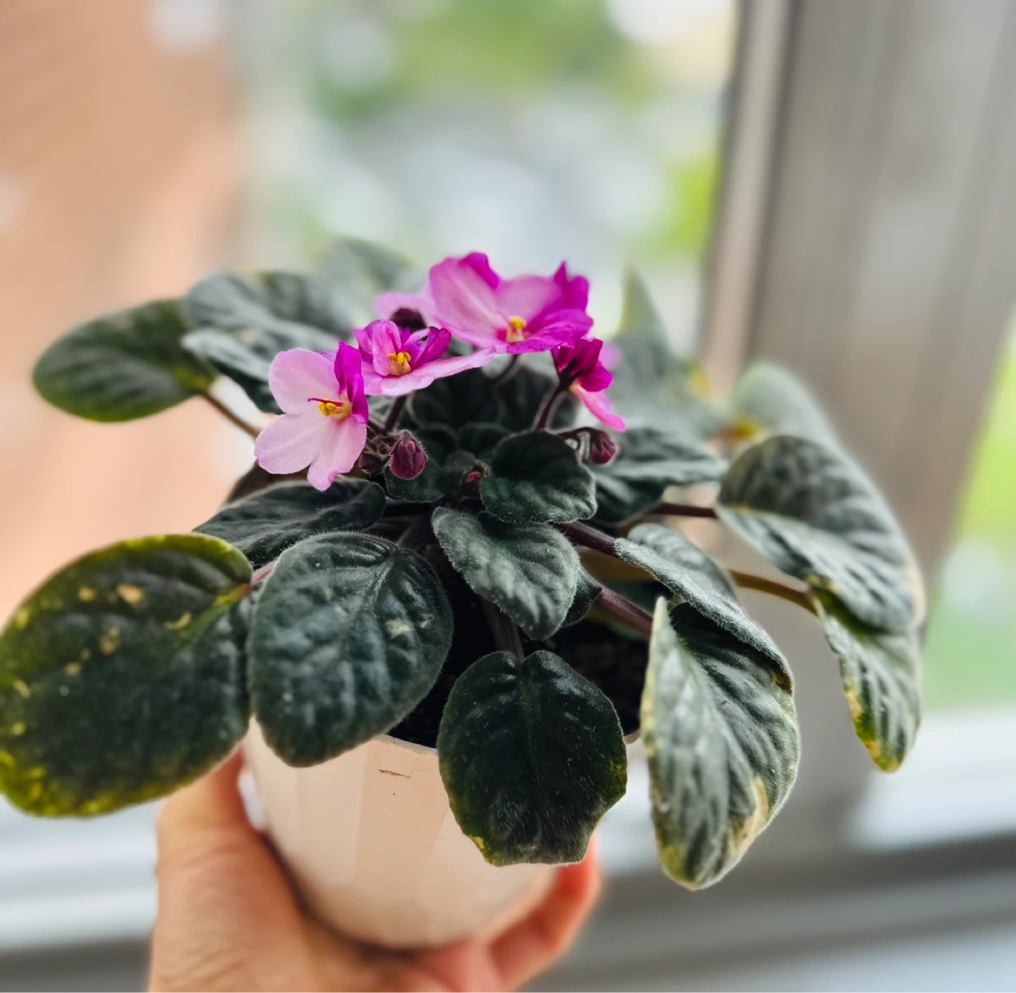 African Violet Plant in White Pot - photo 3
