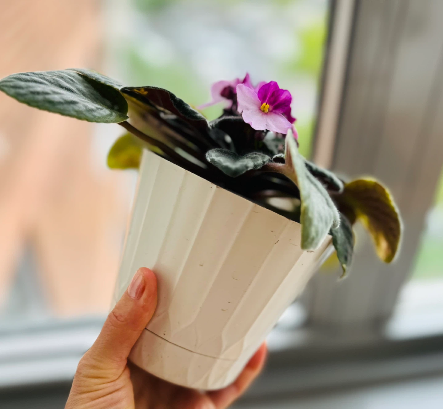 African Violet Plant in White Pot - photo 4