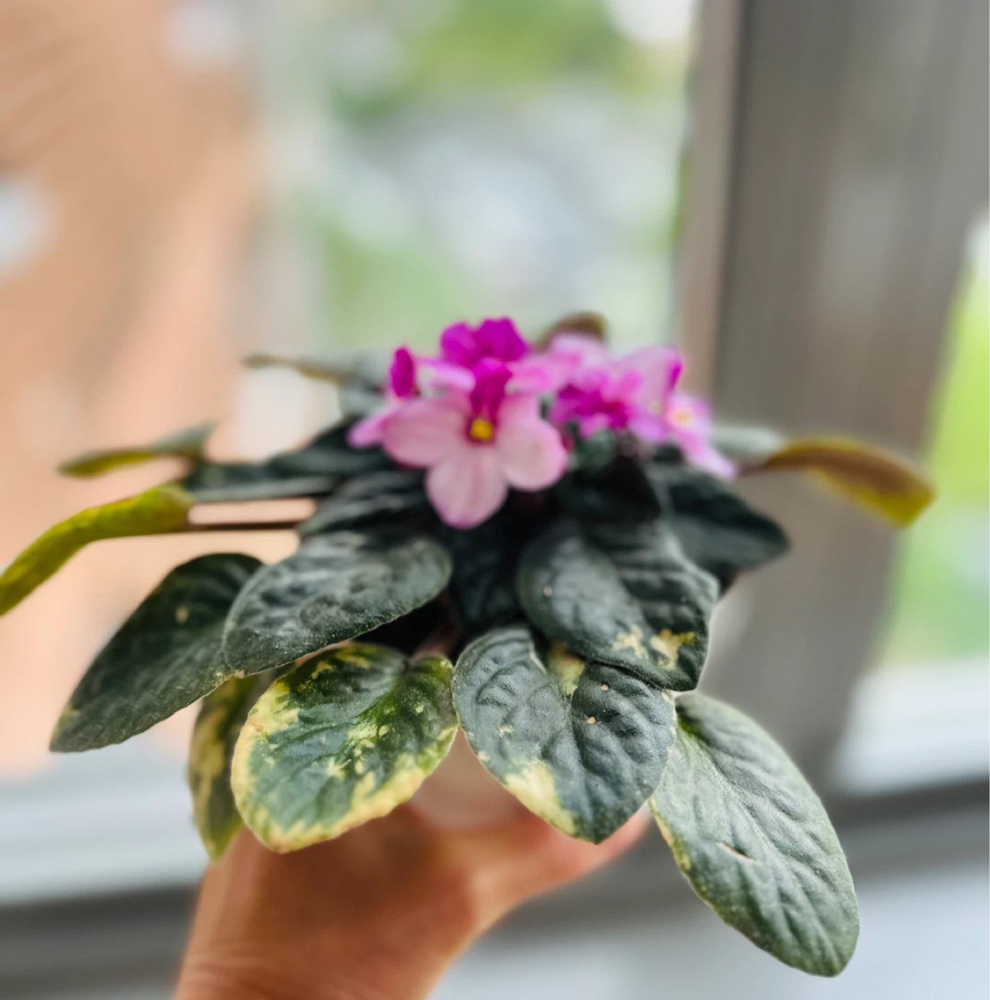 African Violet Plant in White Pot - photo 5