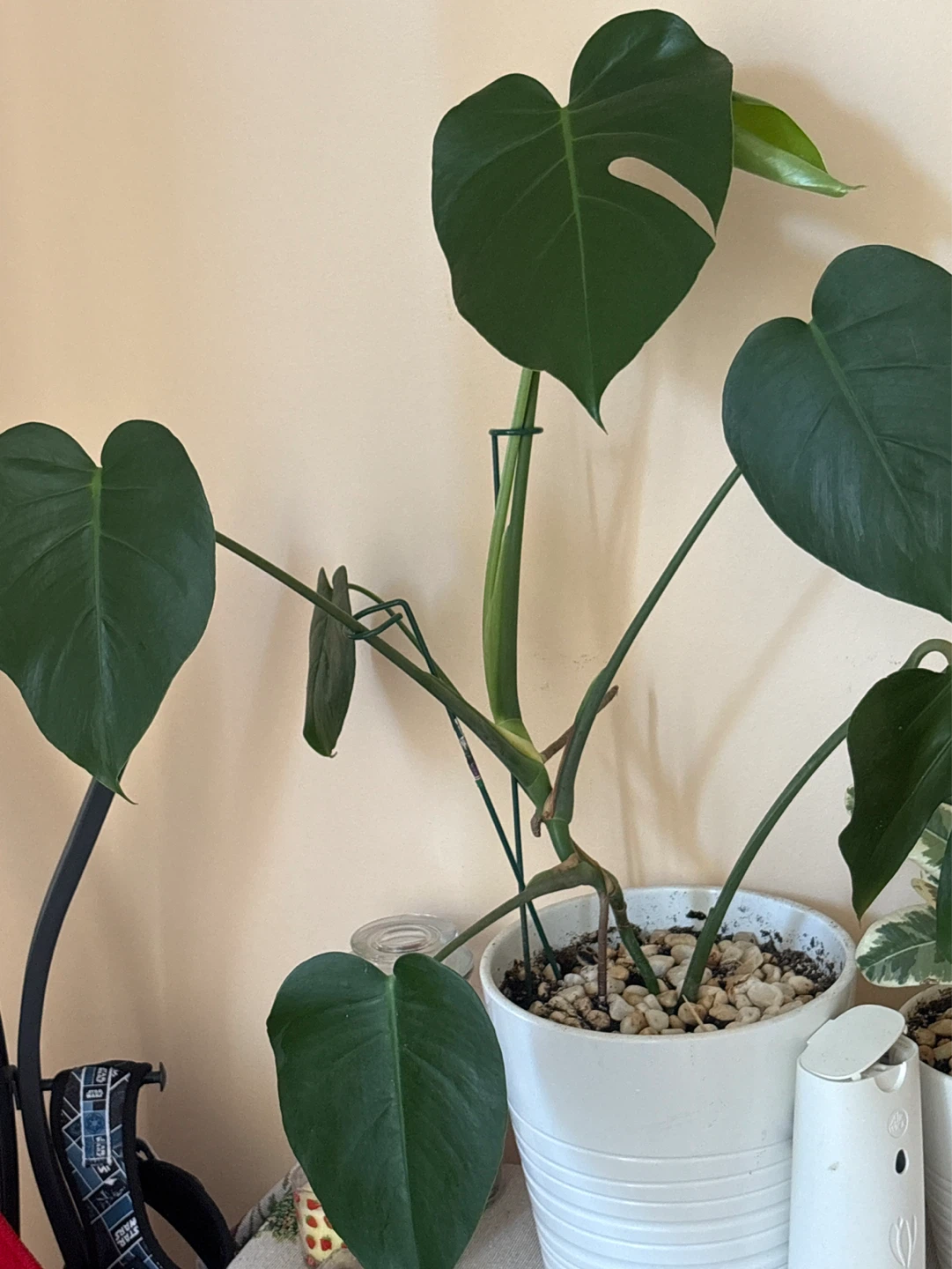 Monstera Deliciosa Plant