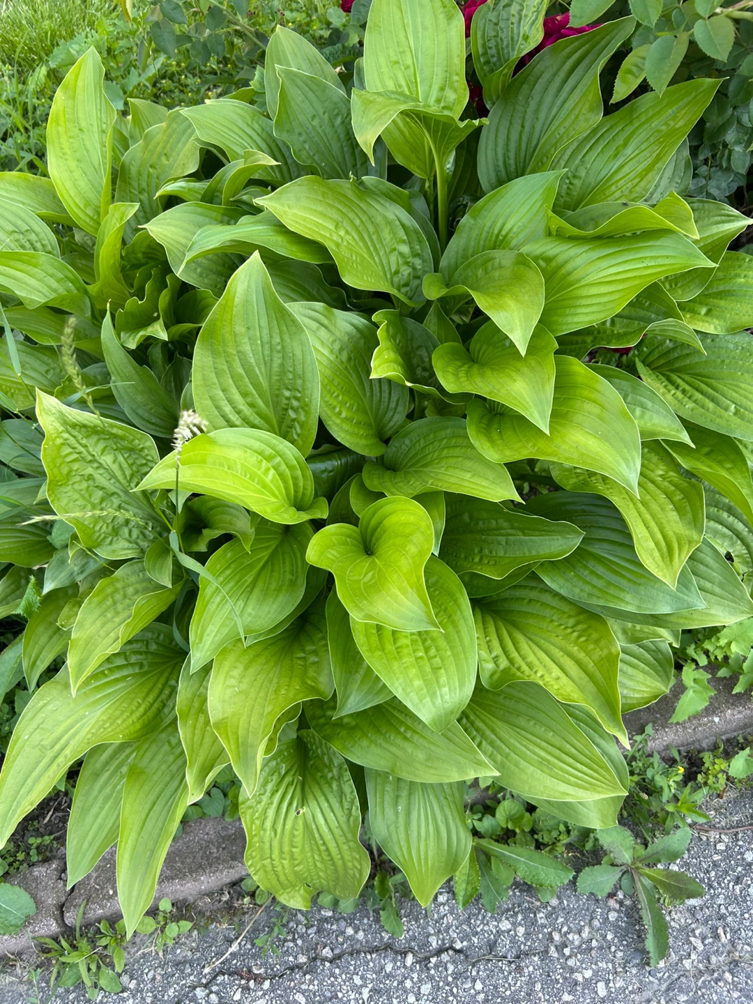Large Hosta Plant
