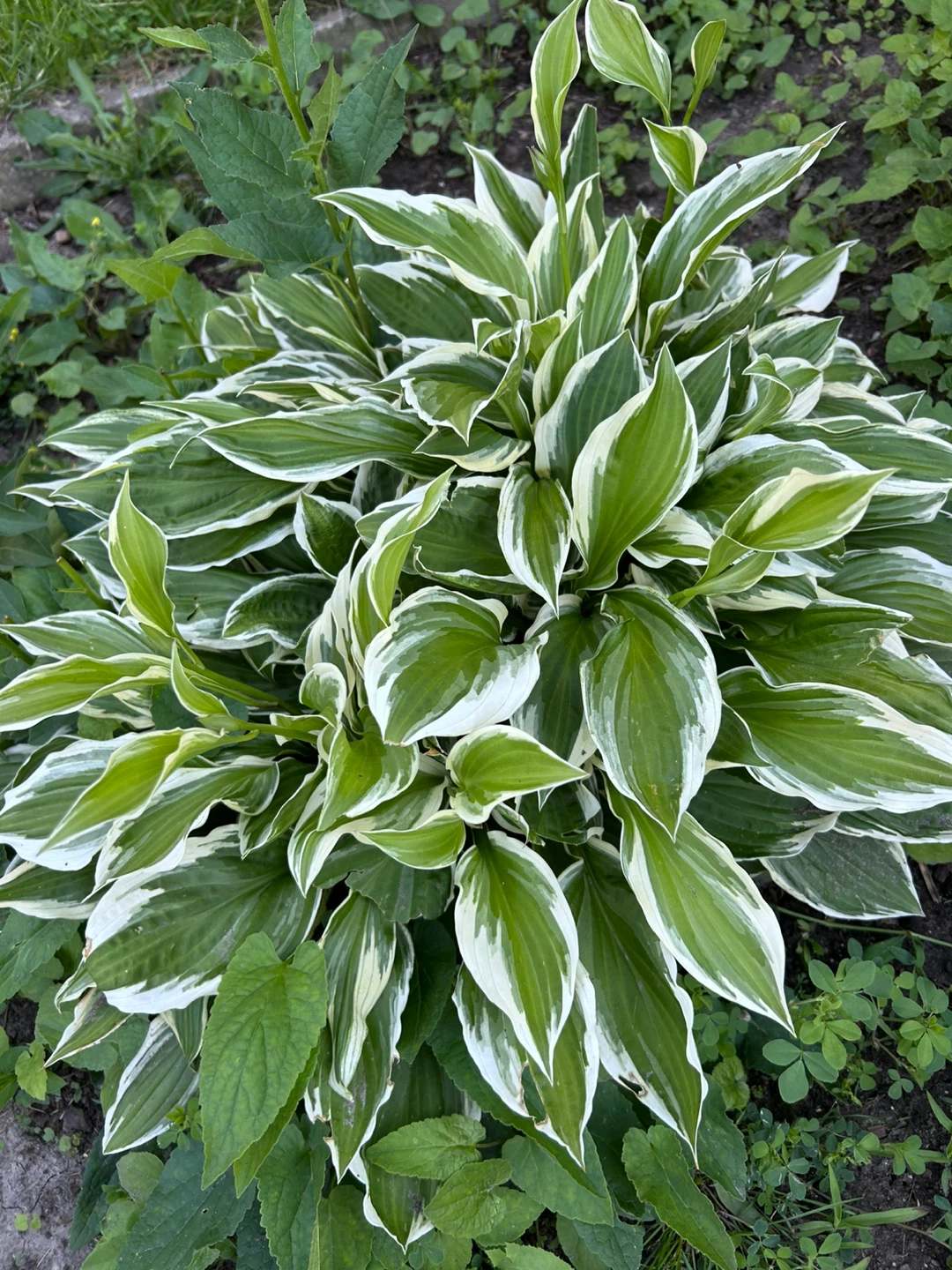 Variegated Hosta Plant