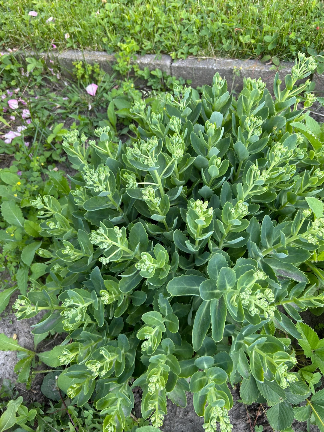 Sedum plant with developing flower buds