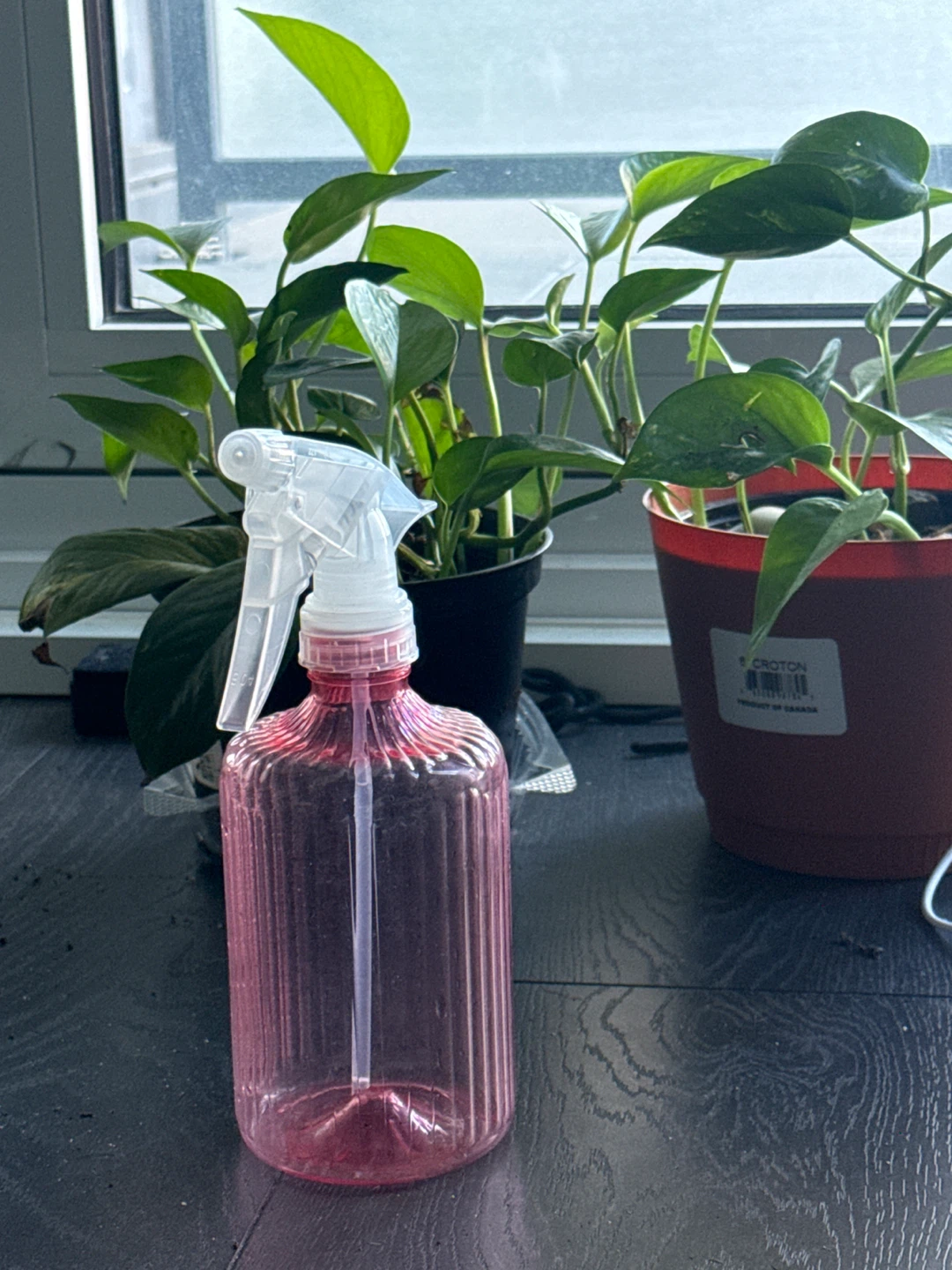 2 potted plant and spray bottle - photo 4
