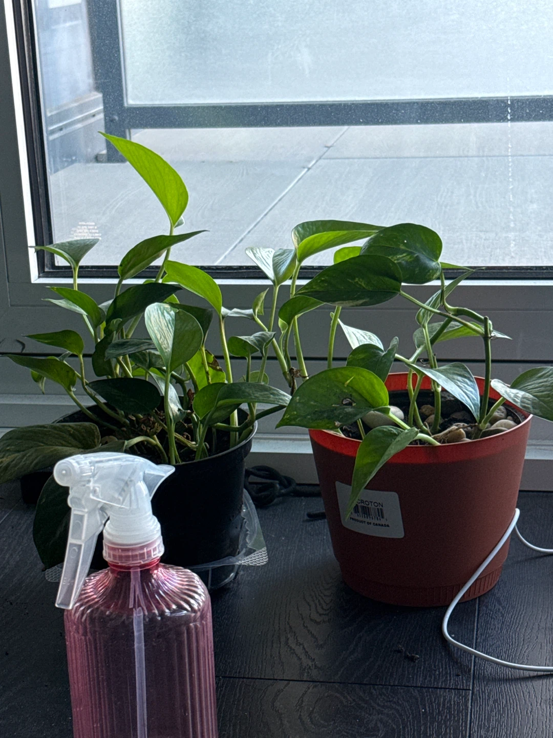 2 potted plant and spray bottle - photo 2