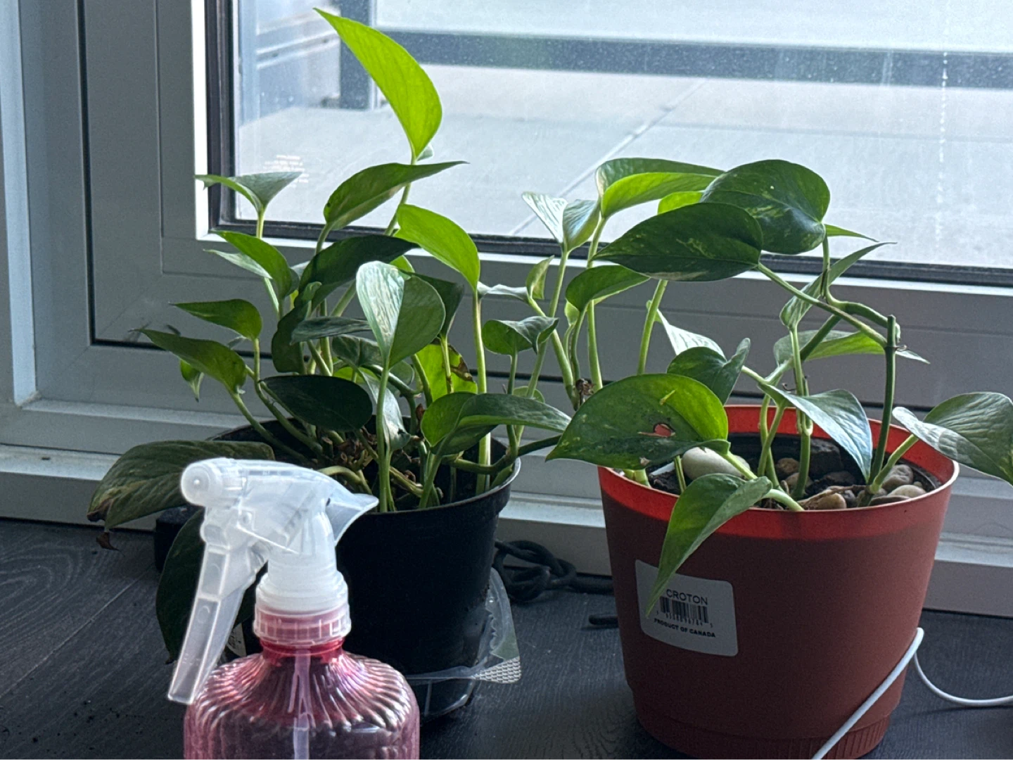 2 potted plant and spray bottle
