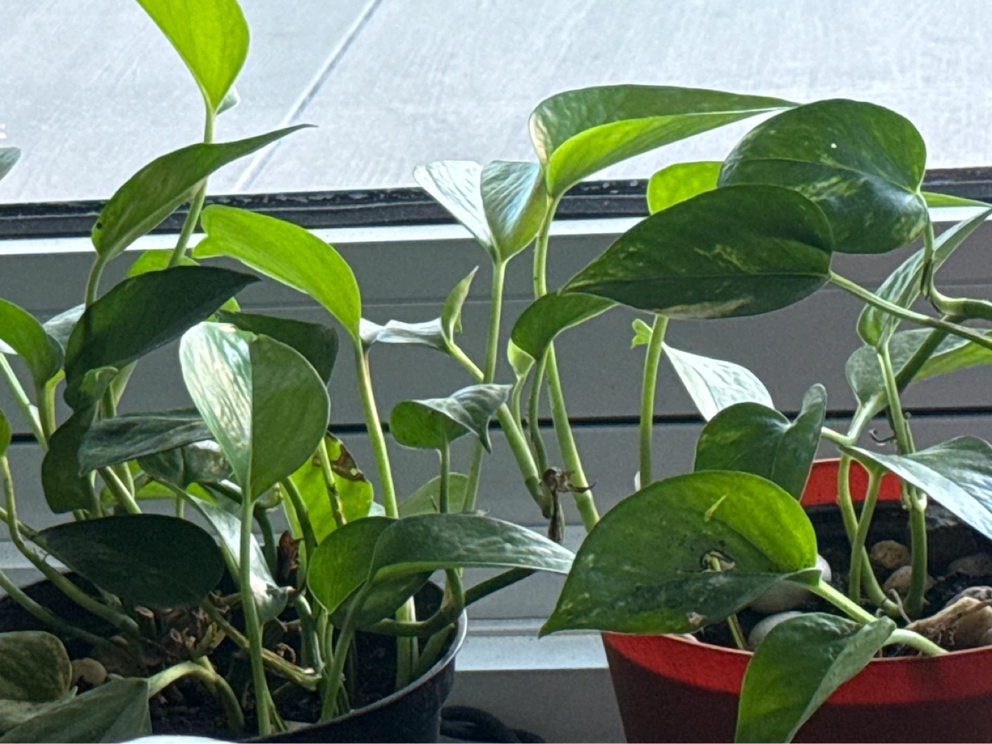 2 potted plant and spray bottle - photo 3