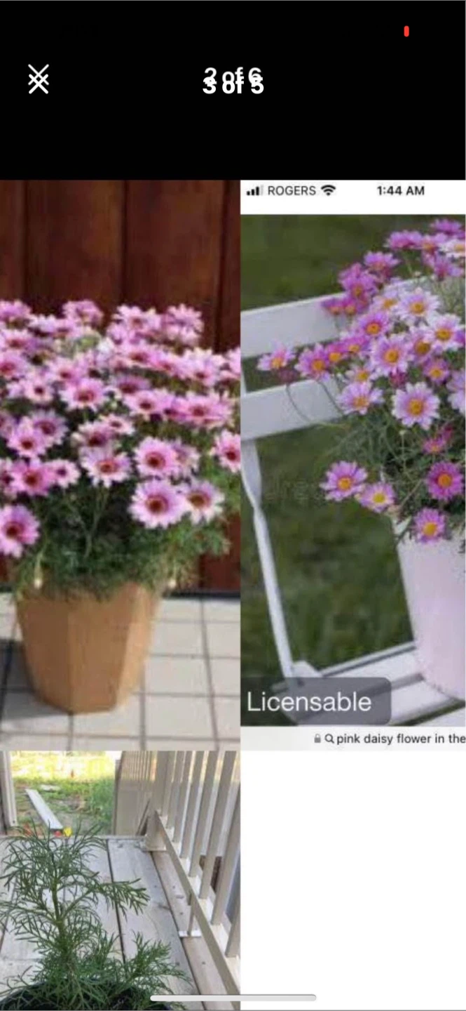 Pink and red daisy flower(make price offer) - photo 3