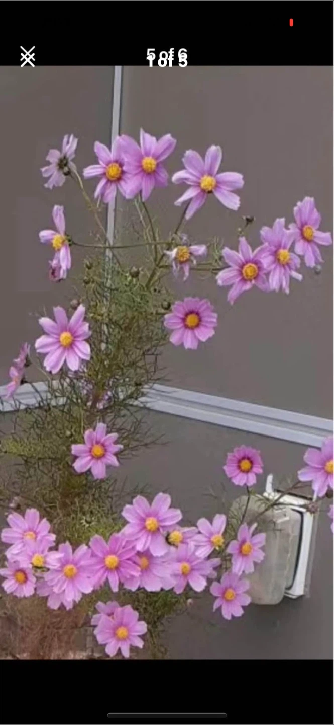 Pink and red daisy flower(make price offer)