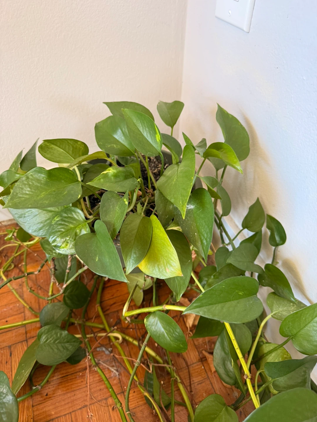 Pothos Plant
