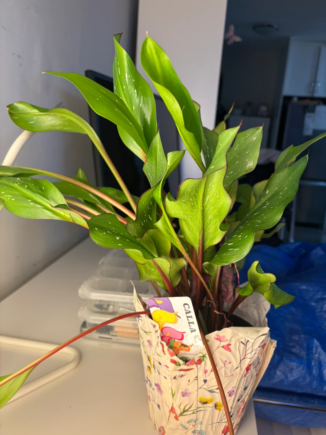 Calla Lily Plant - READ DESCRIPTION!! - photo 2