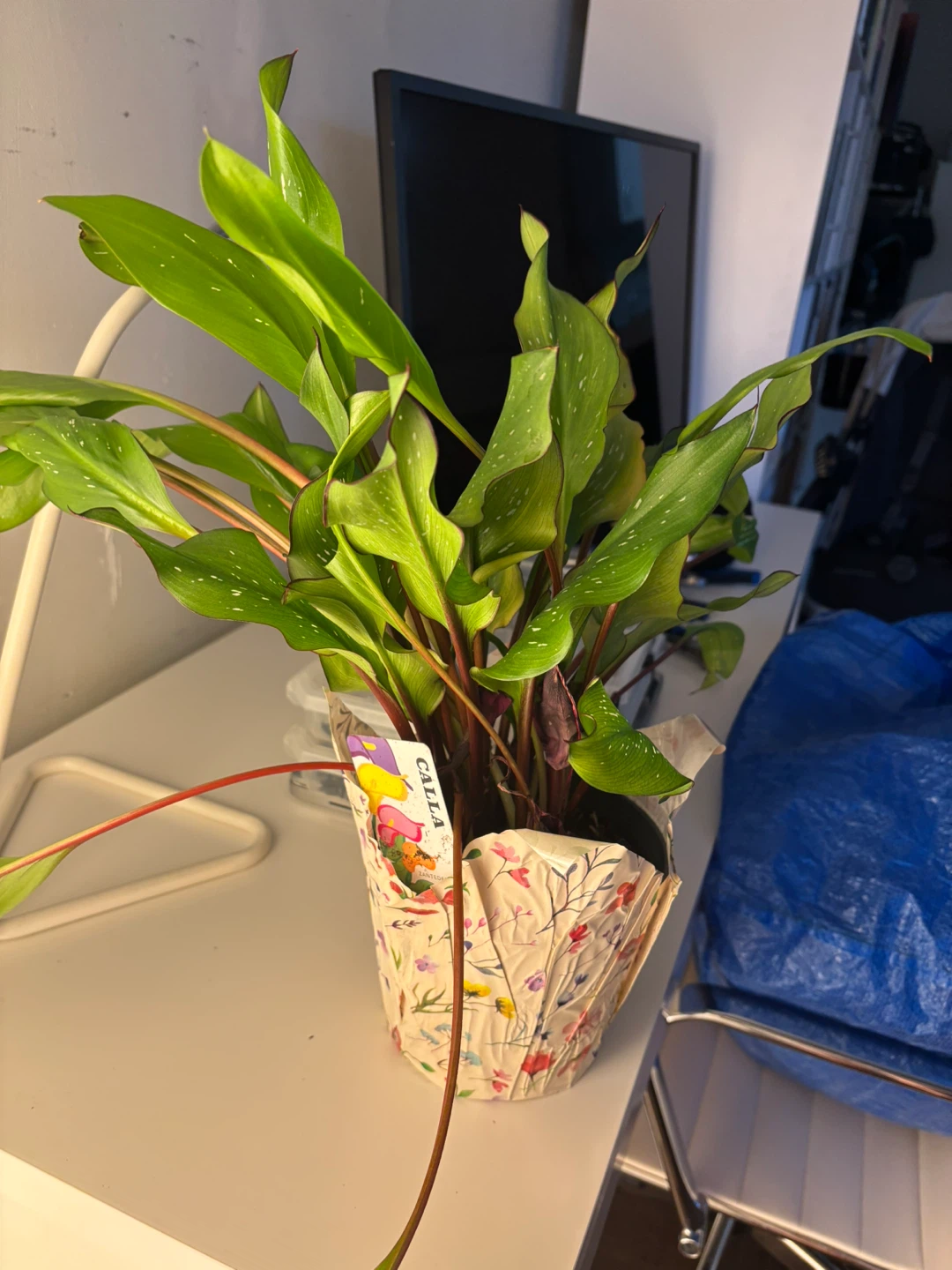 Calla Lily Plant - READ DESCRIPTION!!