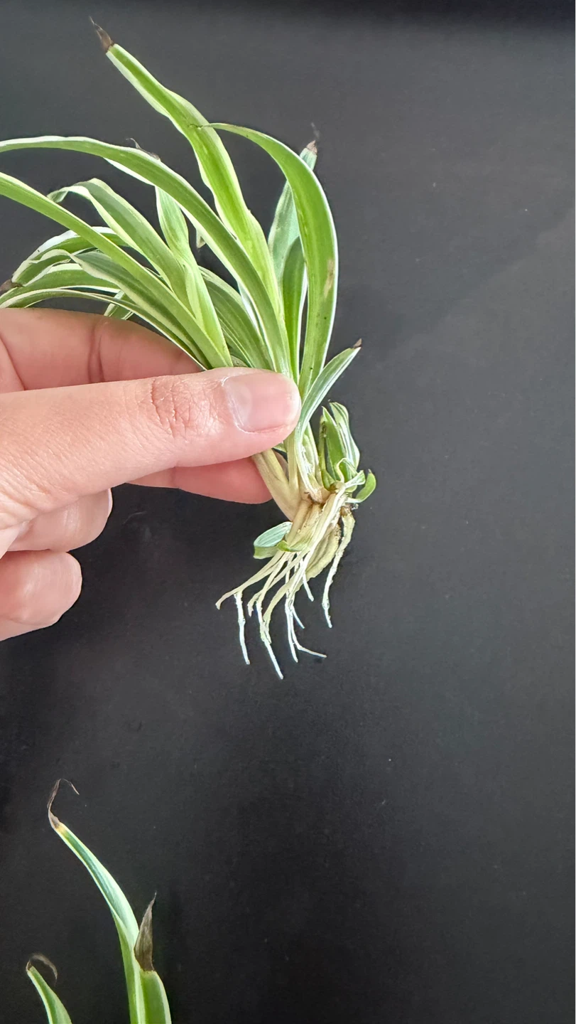 ⚽️ Spider Plant Cuttings ready for potting - photo 2
