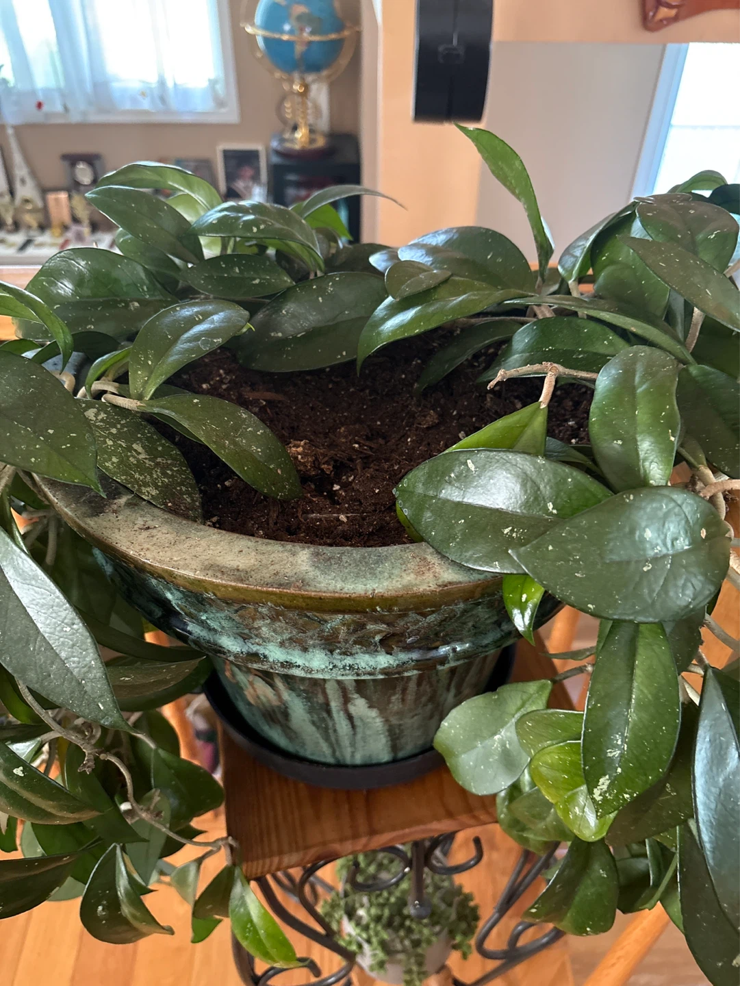 Hoya Carnosa Plant in Pot