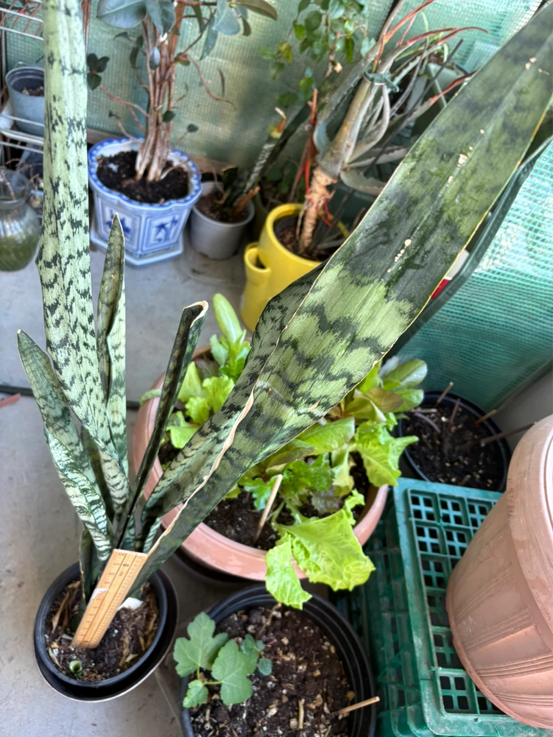 Snake Plant - photo 3