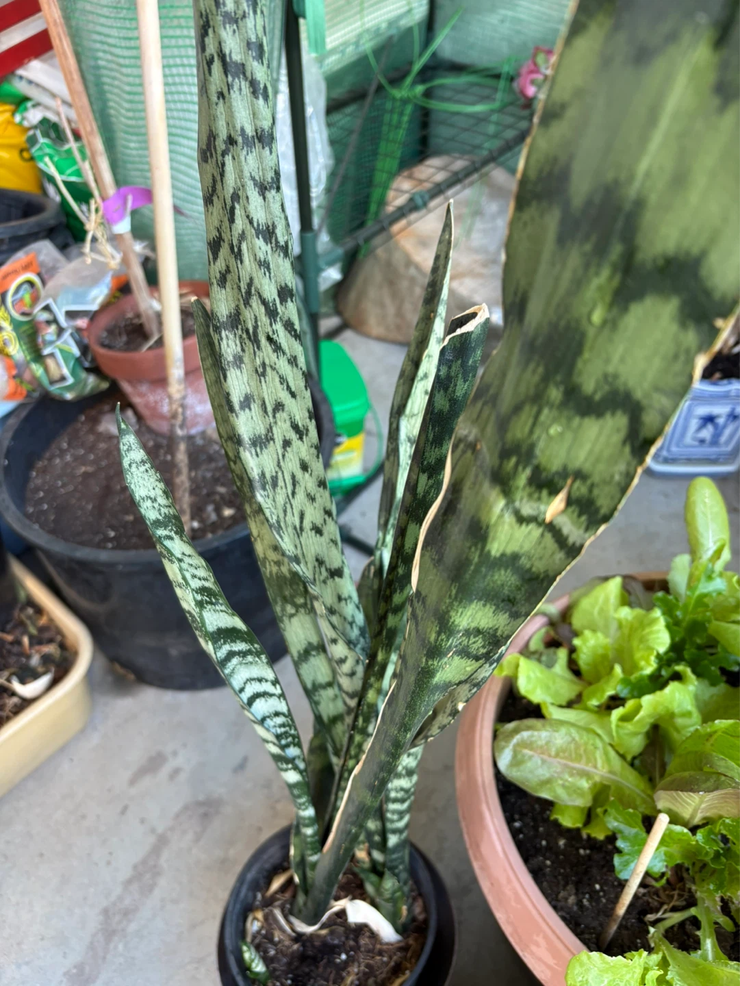 Snake Plant