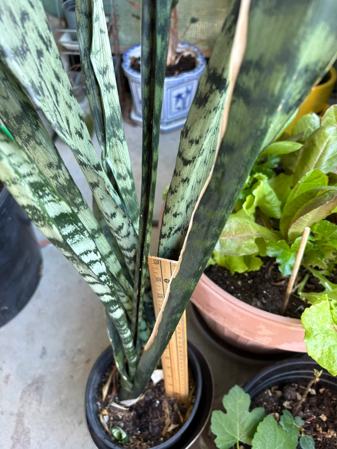 Snake Plant - photo 2