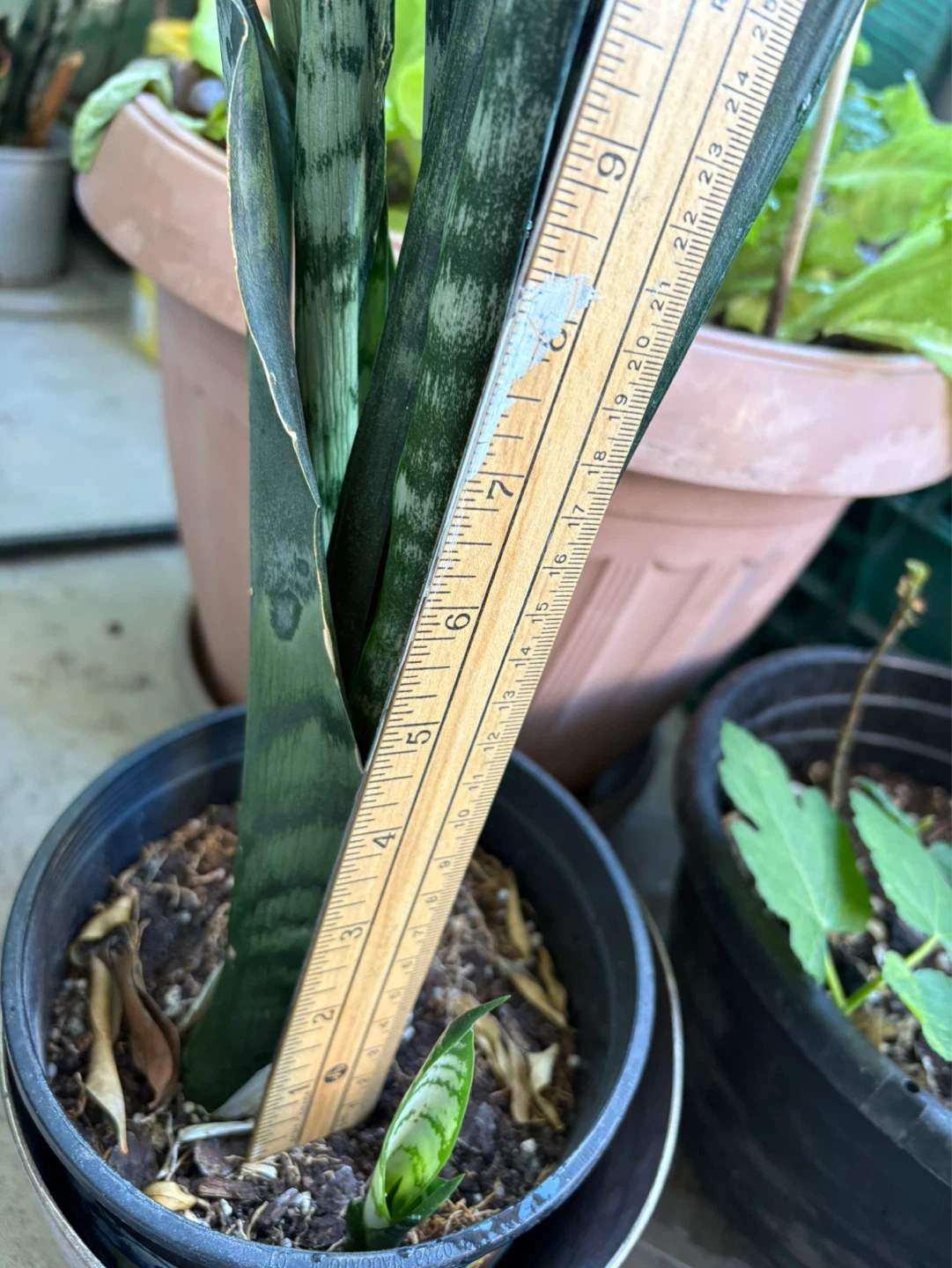 Snake Plant - photo 4
