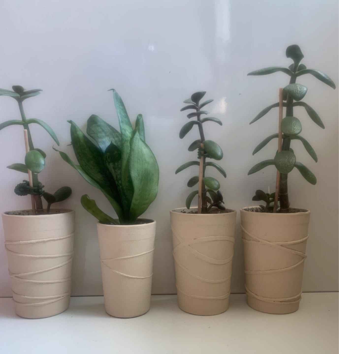 Potted Jade and Snake Plants