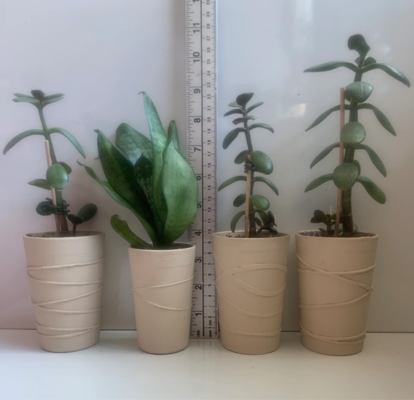 Potted Jade and Snake Plants - photo 2