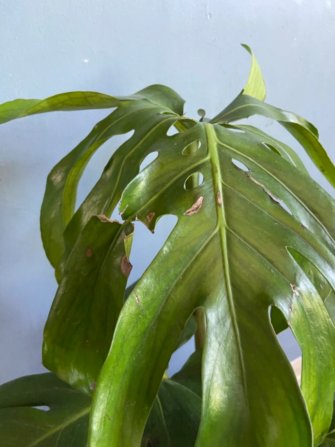 Monstera Deliciosa Plant - photo 5