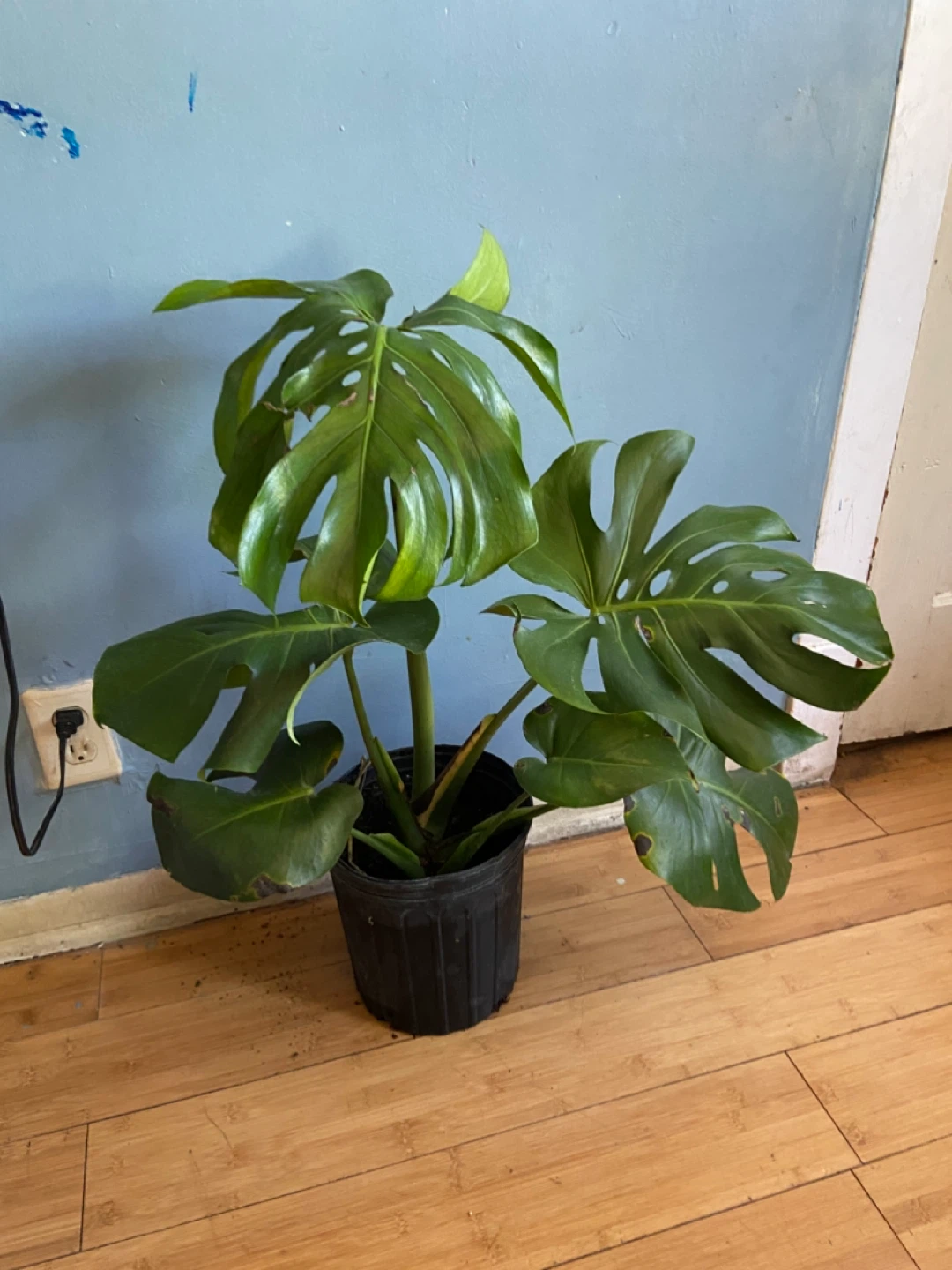 Monstera Deliciosa Plant