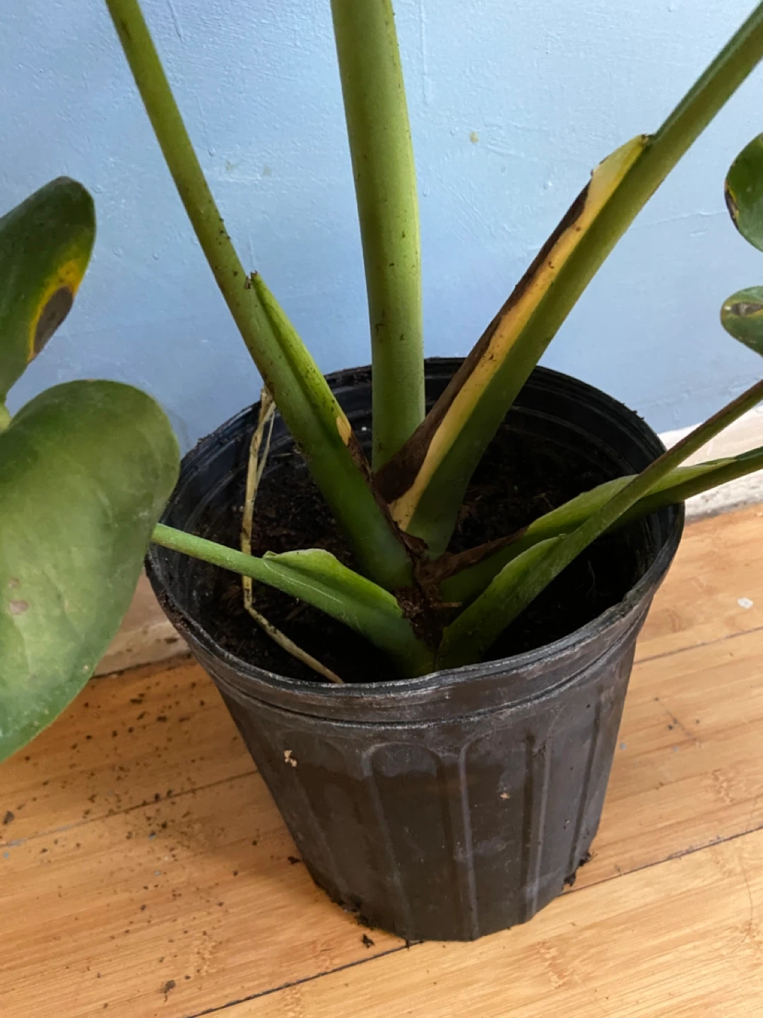 Monstera Deliciosa Plant - photo 2