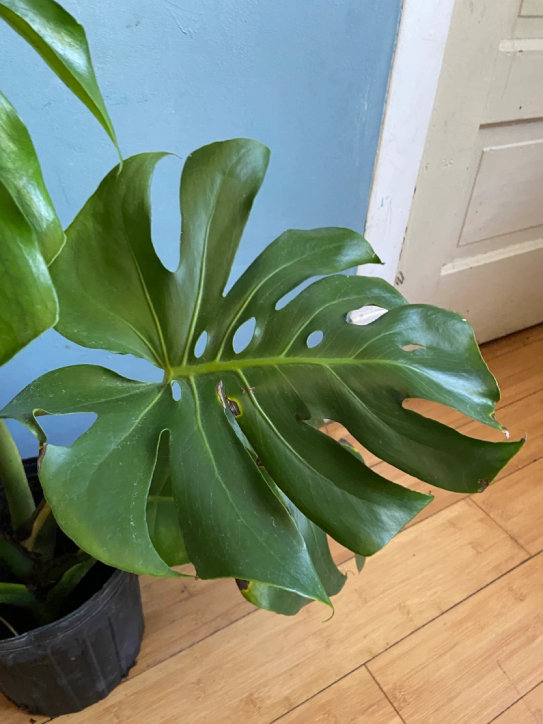 Monstera Deliciosa Plant - photo 4