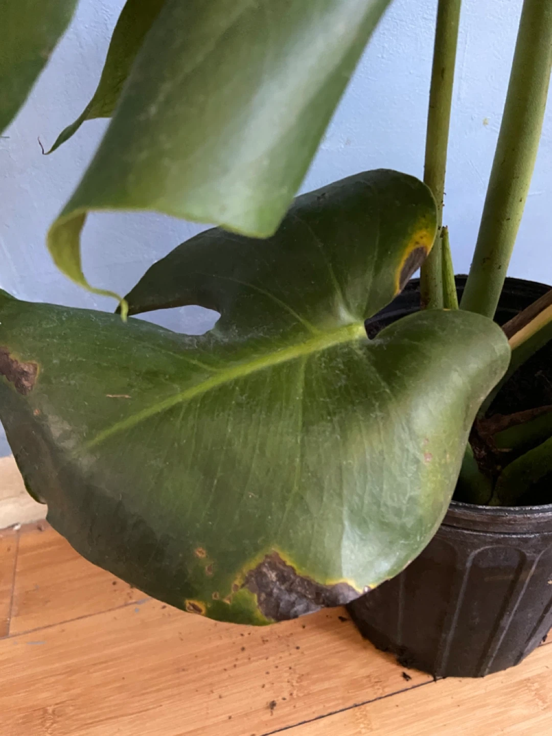 Monstera Deliciosa Plant - photo 3