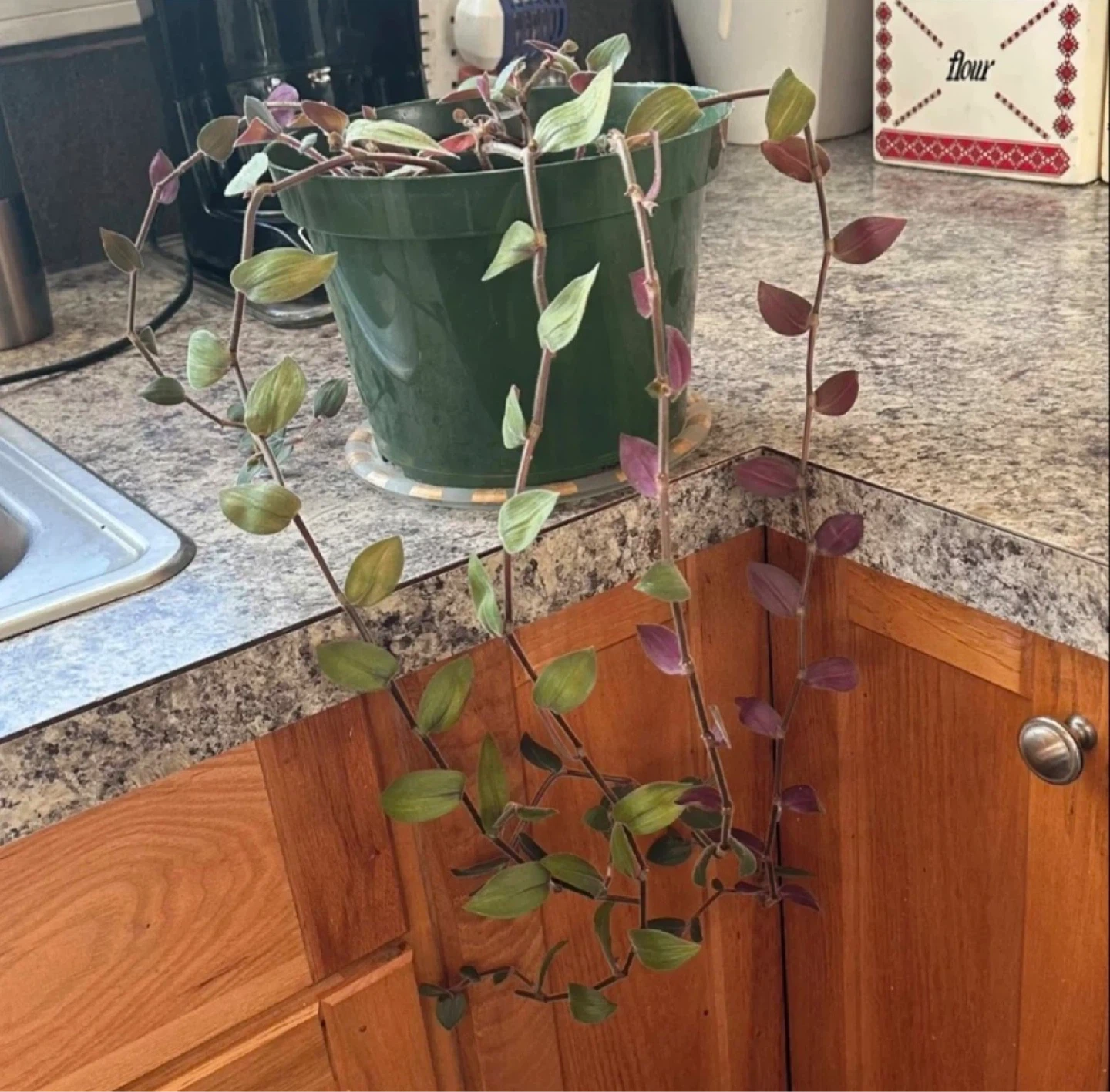 Tradescantia Zebrina Plant