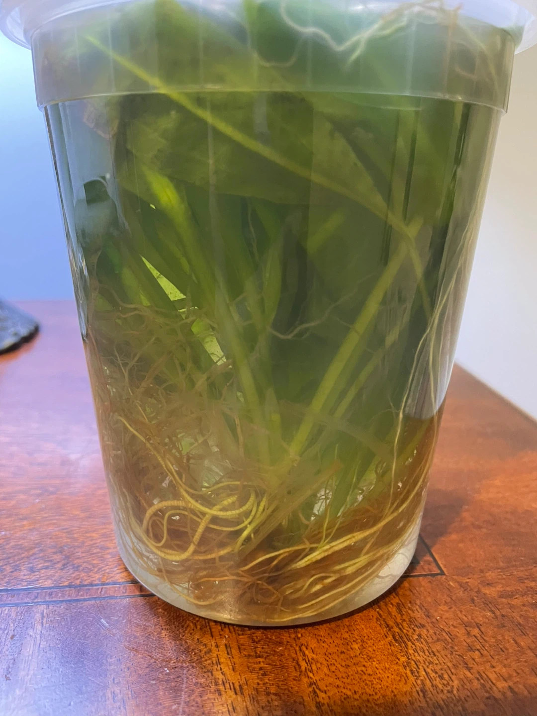 FREE Amazon Sword Live Aquarium Plants w/ Root Tabs - photo 2