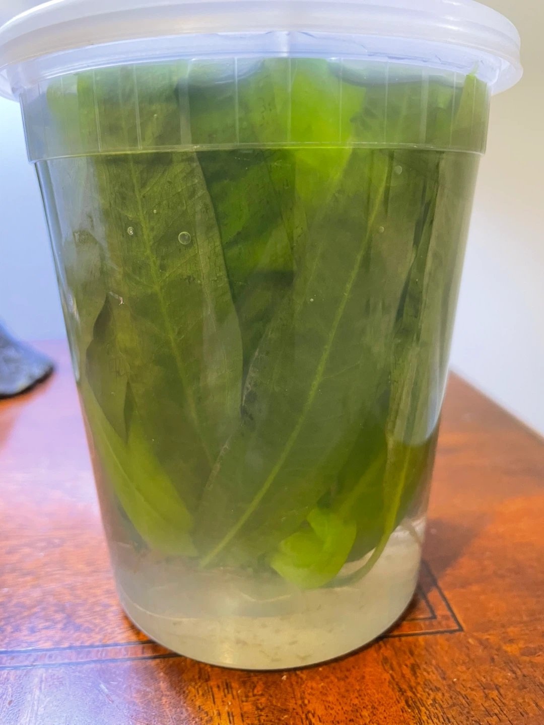 FREE Amazon Sword Live Aquarium Plants w/ Root Tabs