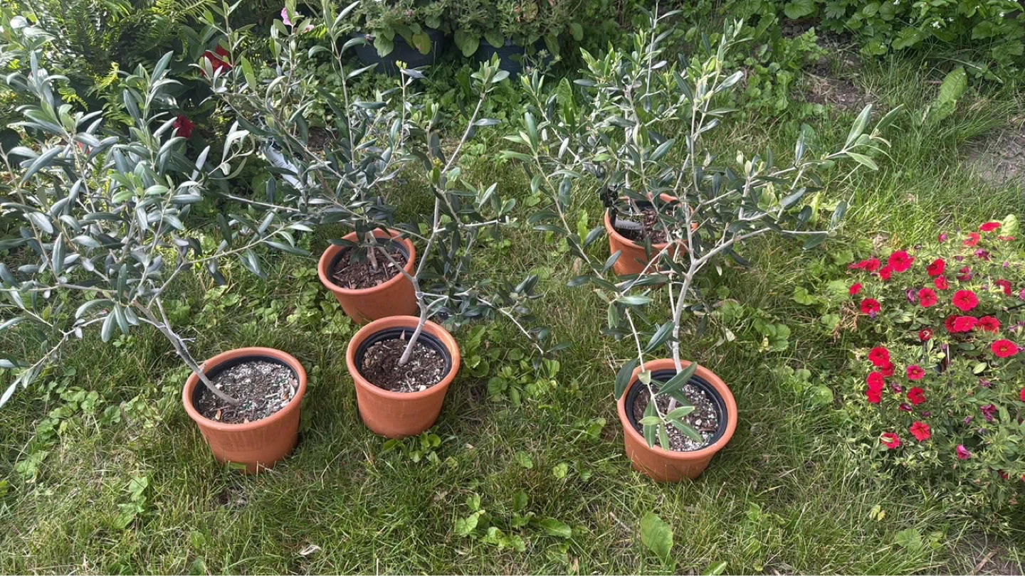 Potted Olive Trees