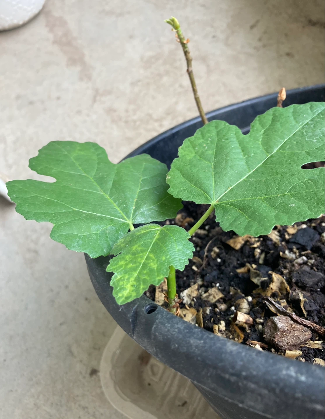 Young Fig Tree - Hardy Chicago