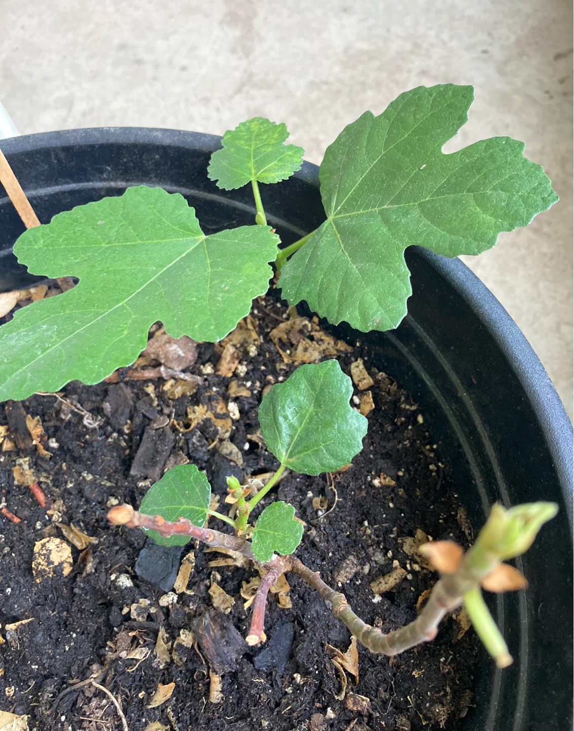 Young Fig Tree - Hardy Chicago - photo 2