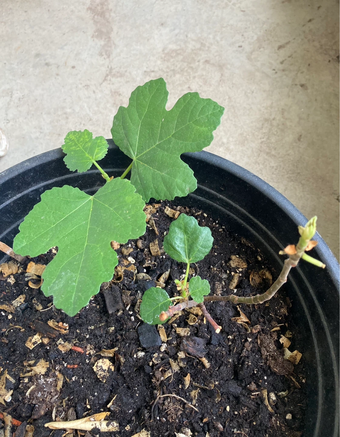 Young Fig Tree - Hardy Chicago - photo 3