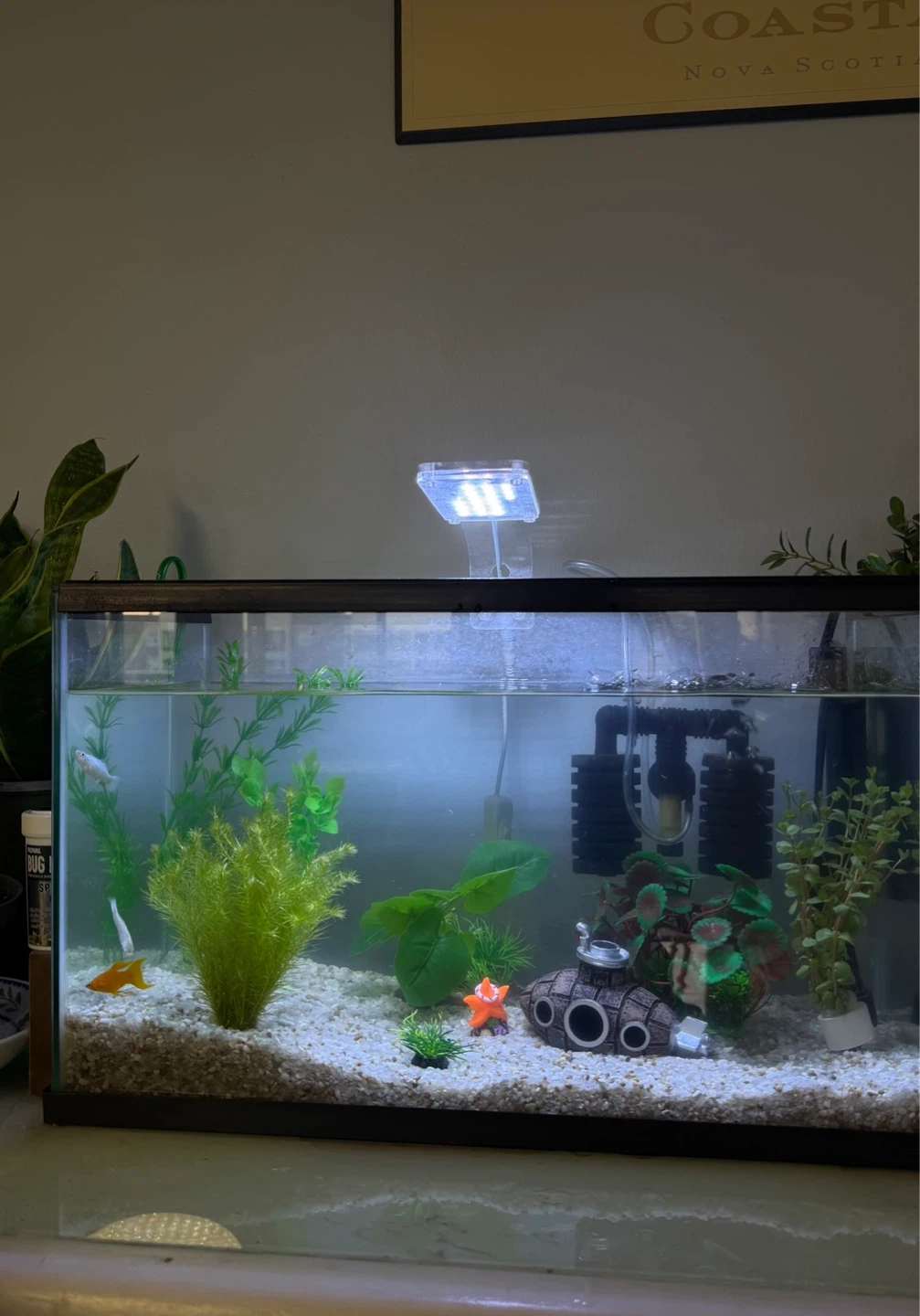 10 gallon fish tank