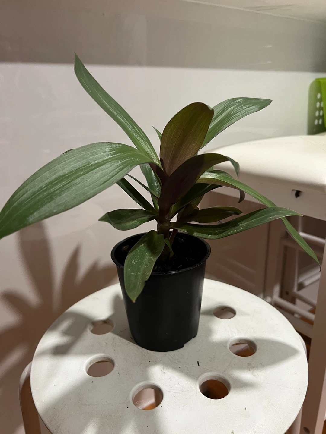 Health oyster plant in Black Pot - photo 5