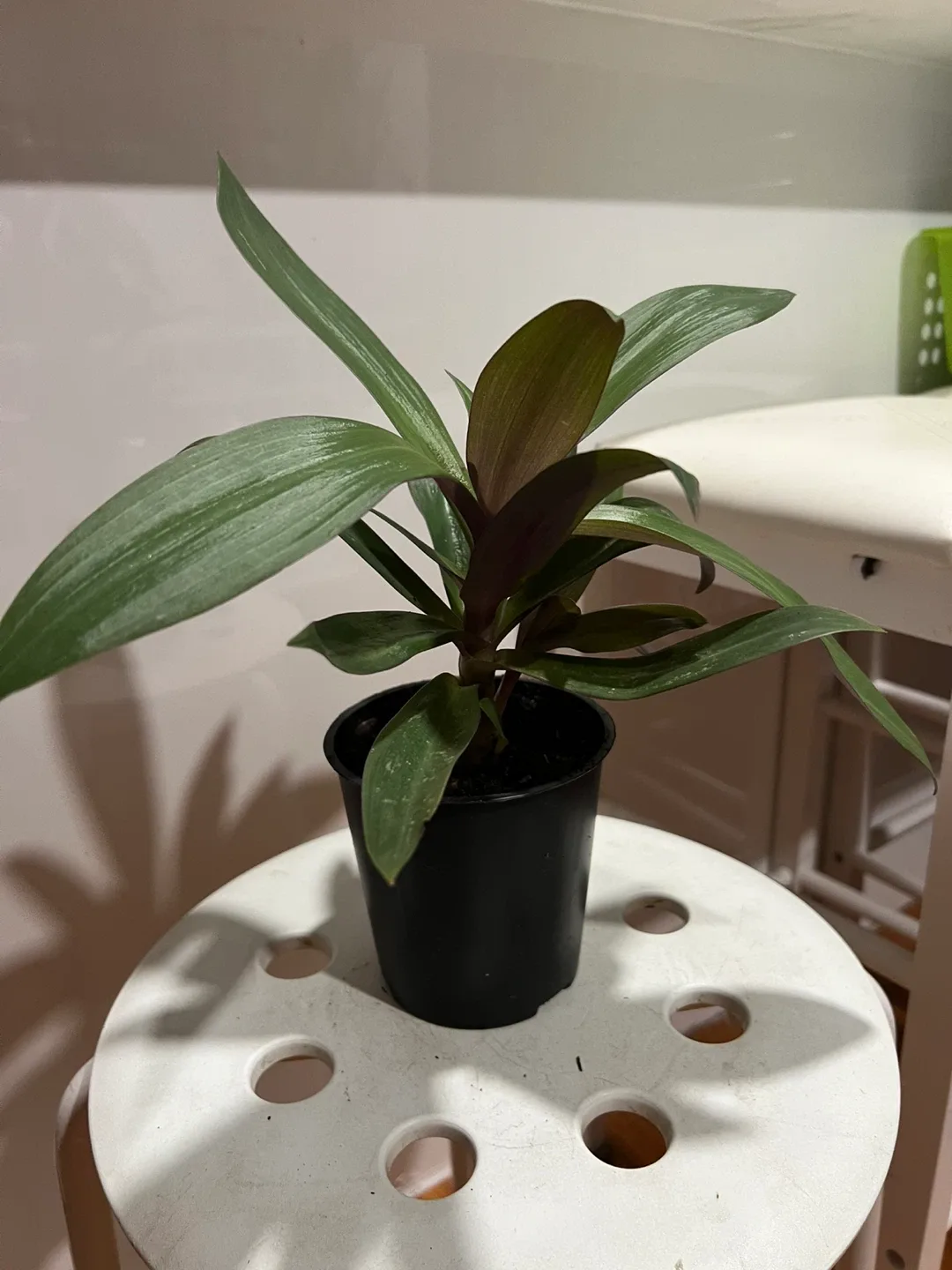 Health oyster plant in Black Pot - photo 5